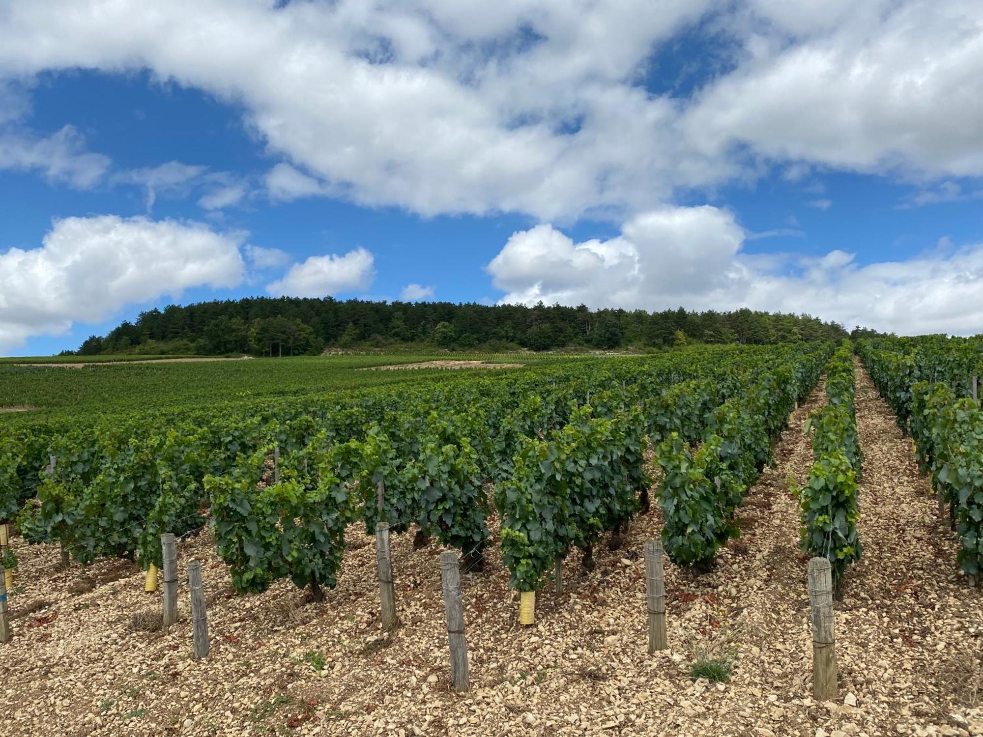 Le Merrain Gite Plein Coeur De Chablis Dış mekan fotoğraf